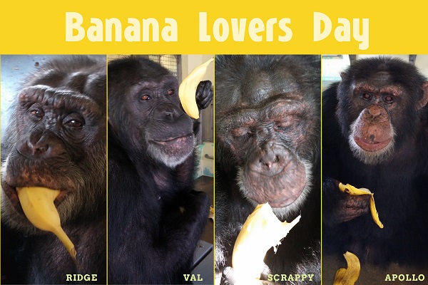 Banana Lover's Day