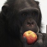 Kaleb eating a fresh apple