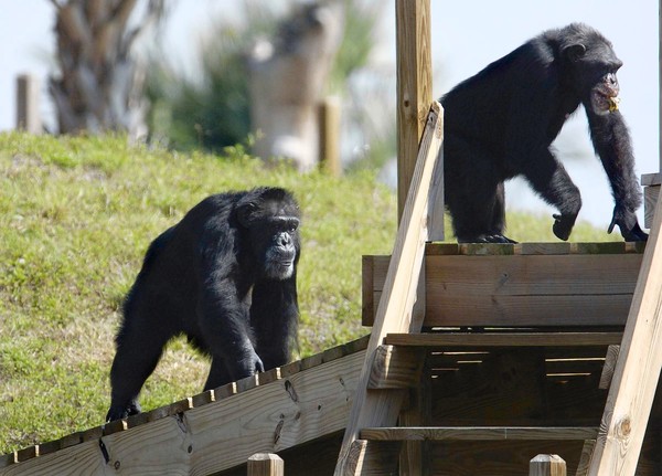 Chimpanzee sanctuary