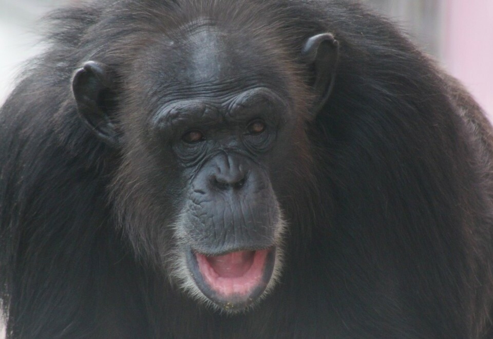 Angel | Save the Chimps