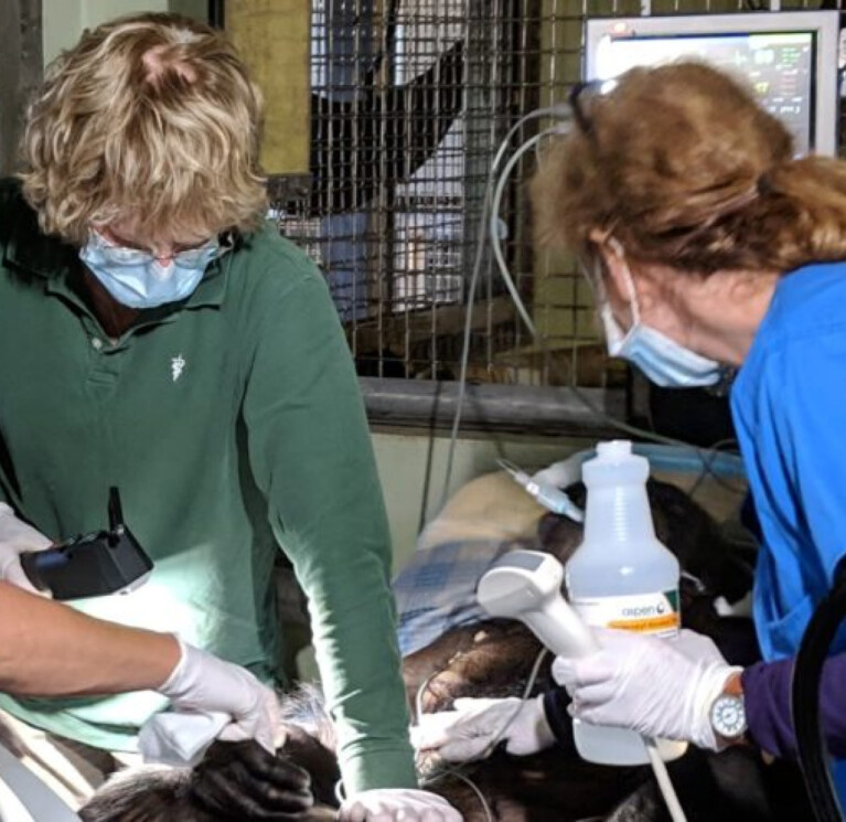 Our chimps receive top notch medical care