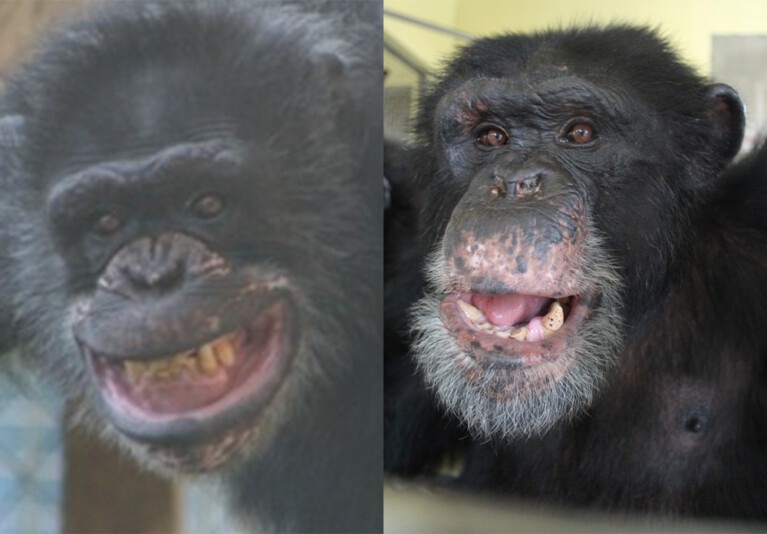 Chimpanzees in Entertainment | Save the Chimps
